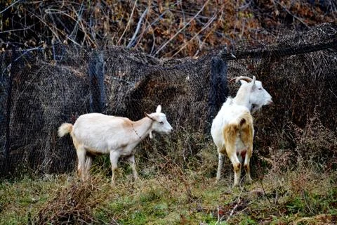 Home animals Stock Photos