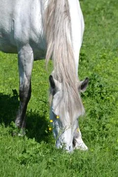 Home animals Stock Photos