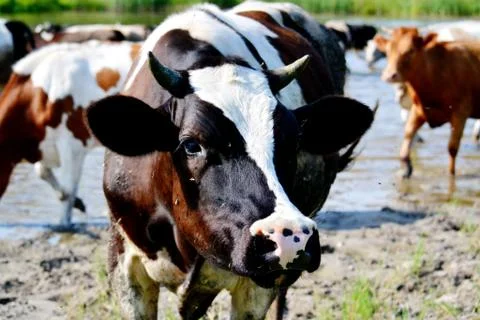 Home animals Stock Photos