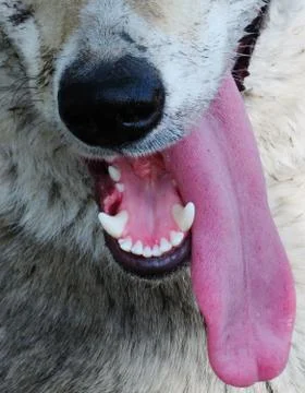 Home animals Stock Photos