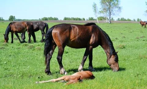 Home animals Stock Photos