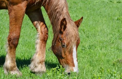 Home animals Stock Photos