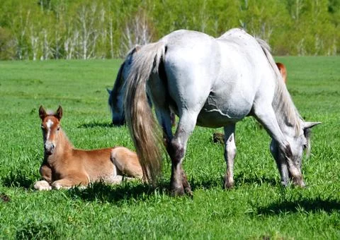 Home animals Stock Photos