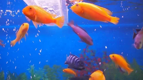 A home aquarium. Stock Footage