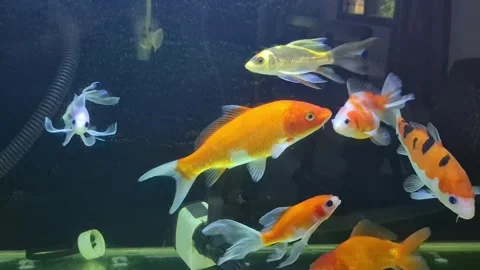 Home aquarium 스톡 동영상 331225352