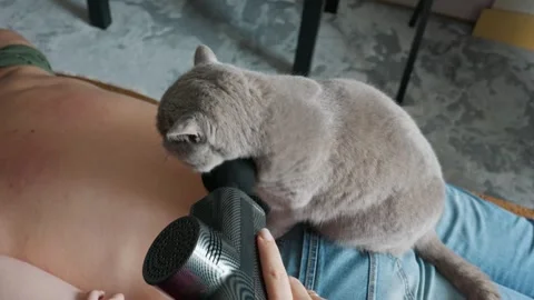 Home Back Massage with Percussion Massager Gun Alongside Curious Grey Cat Stock Footage 335231218