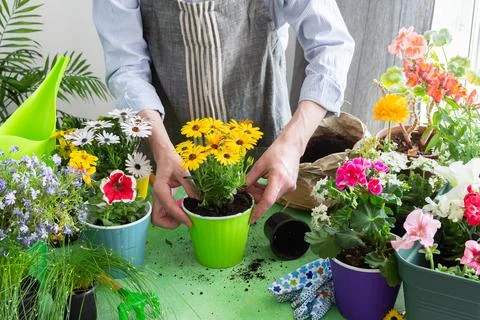 Home balcony spring setup with man planting flowers, colorful Osteospermum .. Stock Photos