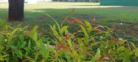 The Home Base 動画素材 243402629