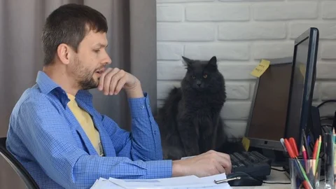Home-based specialist stroked his beloved cat Stock Footage 127570149