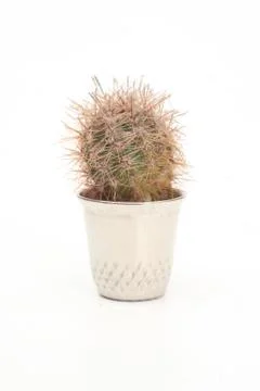 Home cactus Stock Photos