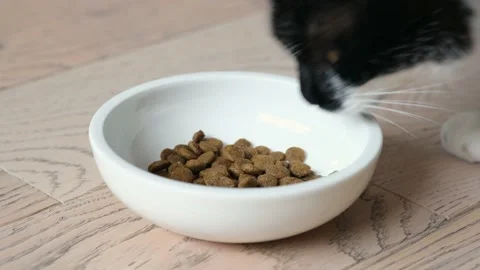 Home cat eats dry food from a bowl. Stock Footage 210773727