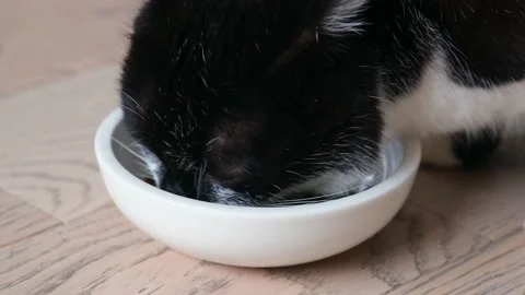 Home cat eats dry food from a bowl. Stock Footage 210773831