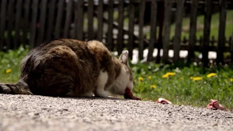 Home cat eats happy in alta badia Stock Footage 76521846