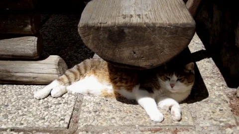 Home cat eats happy Stock Footage 76521636