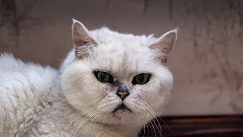 Home cat Stock-Footage 98775342