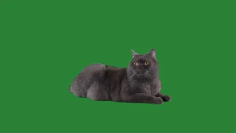 Home Cat On Green Background Stock Footage 242381727