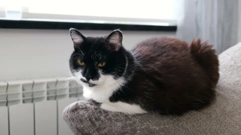 Home cat laying on the sofa. Stock Footage 170321832