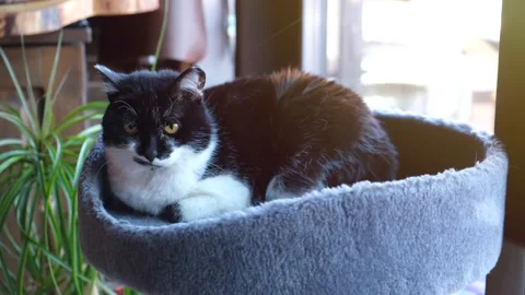 Home cat lying in a pet bed and warming in the sun Stock Footage 173389960