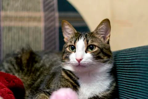 Home cat Stock Photos