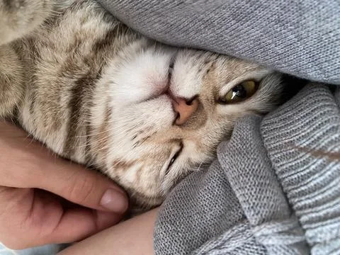 Home Cat Stock Photos