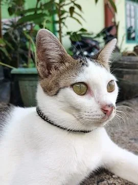Home cat. Stock Photos