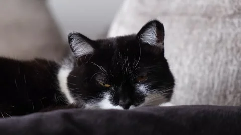 Home cat on the sofa. Stock Footage 247404952