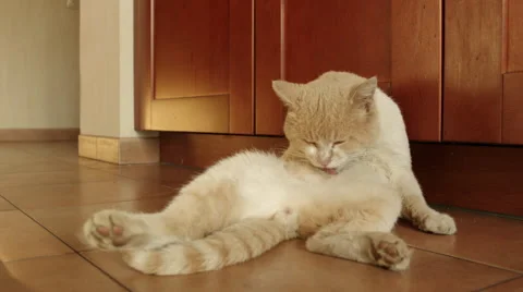 Home Cat Washing Himself Stock Footage 56695063