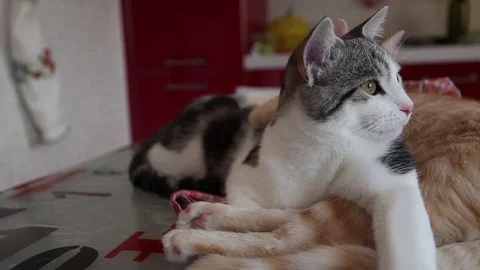 Home Cats Stock Footage 81062807