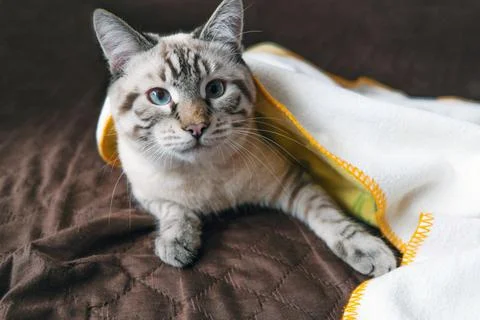 Home cute cat lies under the covers Stock Photos