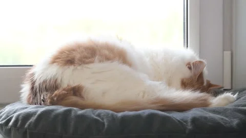 Home cute fluffy cat sleeps on the window on a soft pillow and rolls over in a d Stock Footage 160726983
