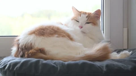 Home cute fluffy cat wakes up and yawns. Stock Footage 160726982