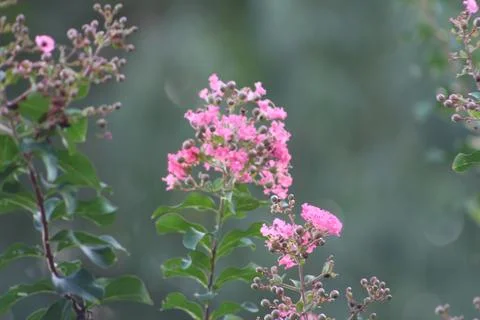 Home decor flower Stock Photos
