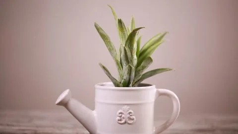 Home decoration and greening potted landscape (2) Stock Footage 202235341