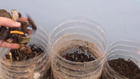 Home DIY compost making in plastic bottle Stock Footage 266953048