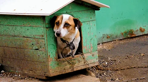 A home dog is in a booth Stock-Footage 35721275