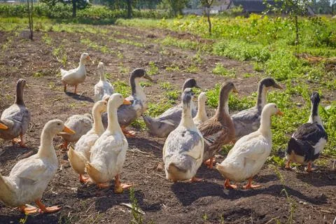 Home ducks on the field Stock Photos