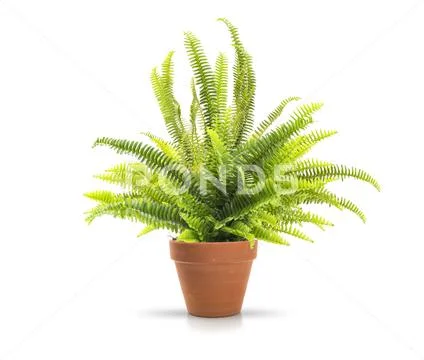Home fern Stock Photos