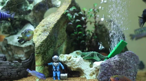 Home Fish Aquarium Video stock 52349869