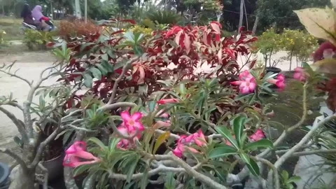 Home Flower Stock Footage 172137243