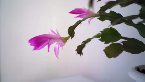 Home flower Stock Footage 181047100