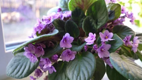 Home flower Stock Footage 181047355