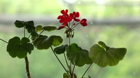 Home flower over raining background with rack focus Stock Footage 202006684