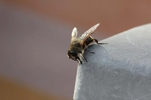 Home fly Foto stock
