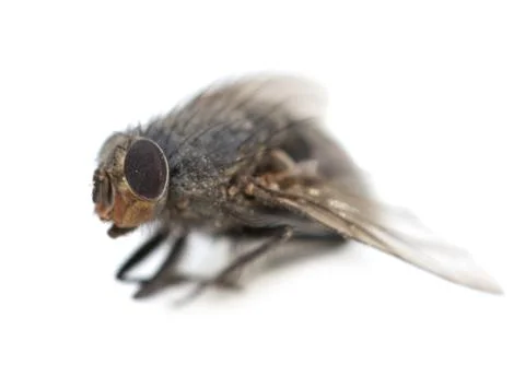 Home fly on a white background. macro Foto stock