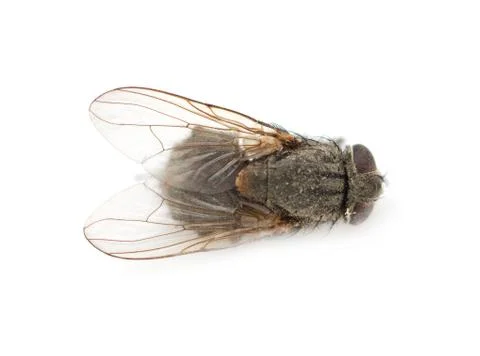 Home fly on a white background. macro Stock Photos