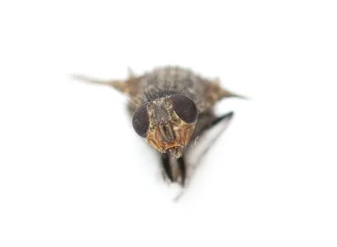 Home fly on a white background. macro Stock Photos