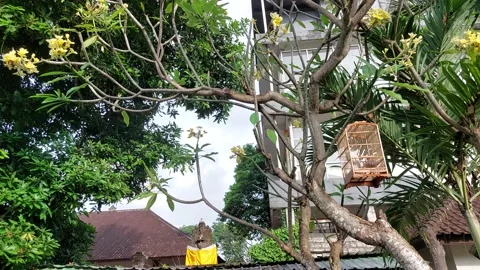 Home 스톡 동영상 196263340