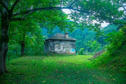 Home in forest Foto stock