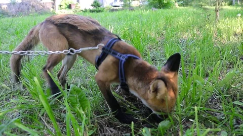 Home Fox on a leash 002 Stock Footage 102642937