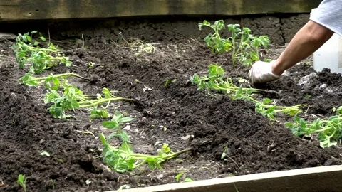 Home Garden 库存影片 149834055